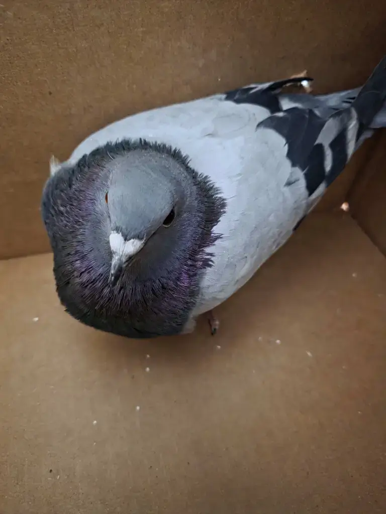 Rock Pigeon Intake Portrait in Quarantine Box Gray rock pigeon with iridescent neck feathers standing inside a brown cardboard box during rescue intake
