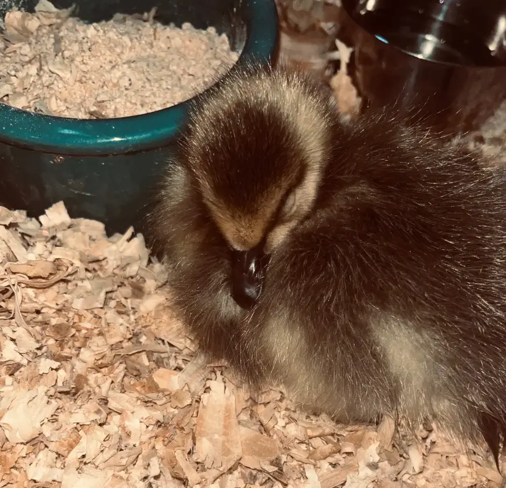 Duckling in Temporary Indoor Care Setup Young duckling resting on wood shavings near a food dish in an indoor enclosure.Young duckling resting on wood shavings near a food dish in an indoor enclosure.