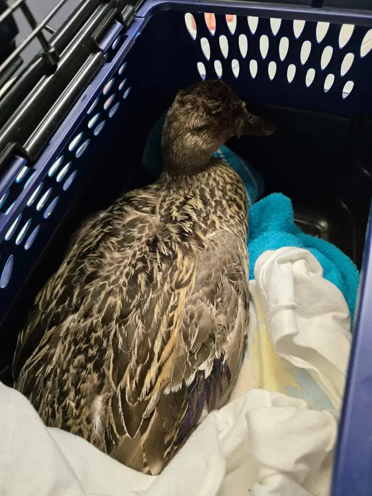 A brown duck sitting inside a plastic crate lined with towels, appearing calm and resting during rescue intake.