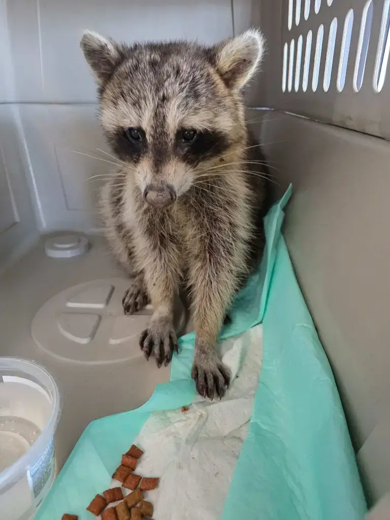 Young raccoon in a wildlife rescue crate with food and water, showing signs of injury and stress.