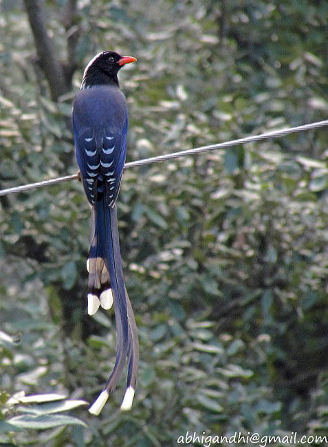 Red-Billed Blue Magpie Perched on Wire in Forest Habitat Red-Billed Blue Magpie Perched on Wire in Forest Habitat