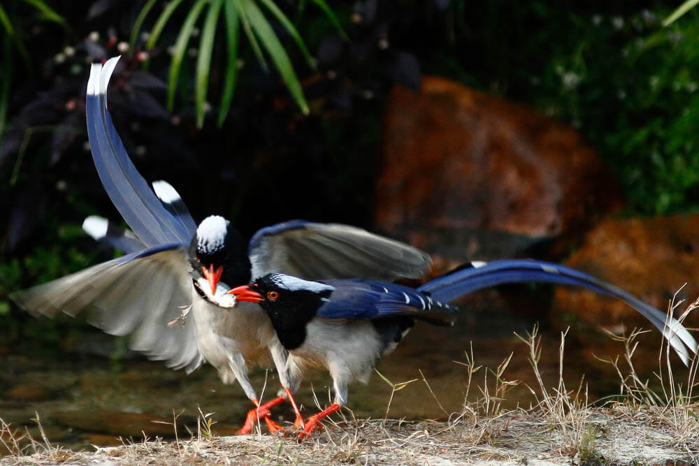 Pair of Red-Billed Blue Magpies Displaying Territorial Interaction Pair of Red-Billed Blue Magpies Displaying Territorial Interaction