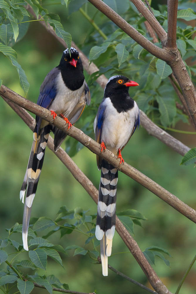 Pair of Red-Billed Blue Magpies Perched on Tree Branch Pair of Red-Billed Blue Magpies Perched on Tree Branch