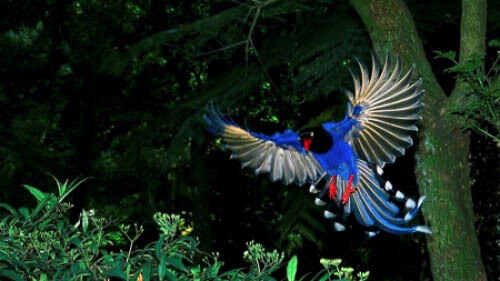 red-billed-blue-magpie-landing-night-forest-rfps.jpg red-billed-blue-magpie-landing-night-forest-rfps.jpg
