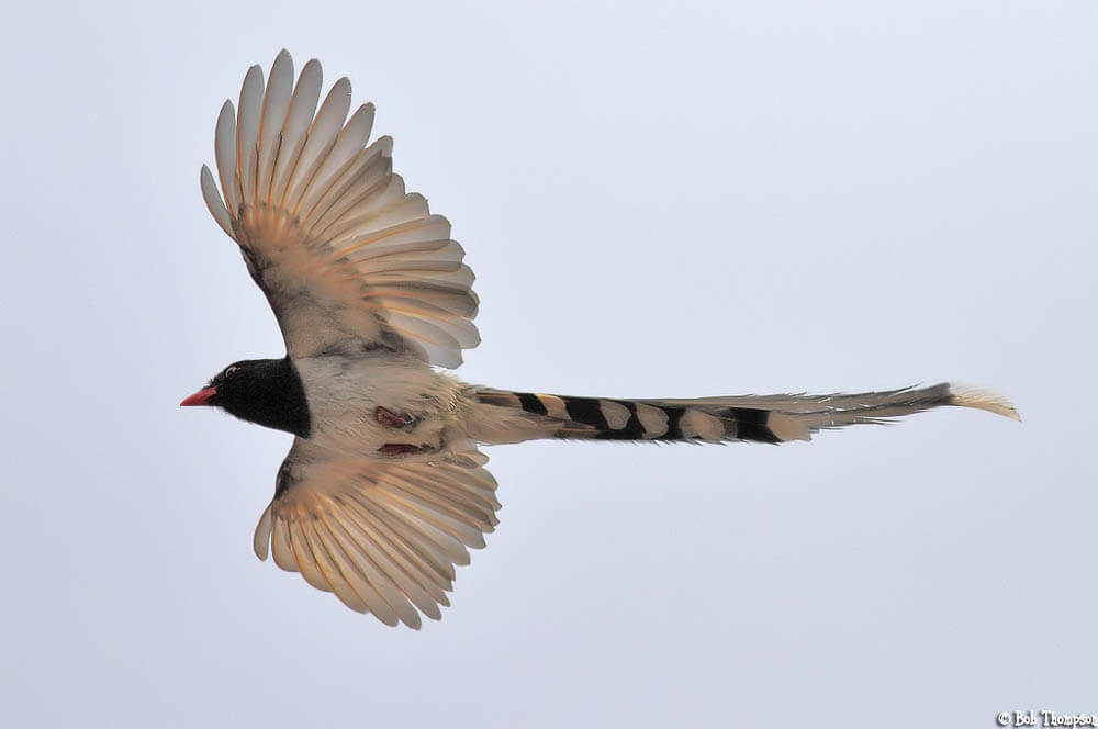 Red-Billed Blue Magpie in Flight Showing Full Wing Spread Red-Billed Blue Magpie in Flight Showing Full Wing Spread