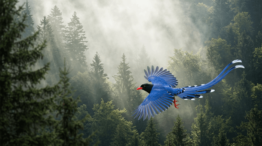 Red-Billed Blue Magpie Gliding Through Misty Mountain Forest