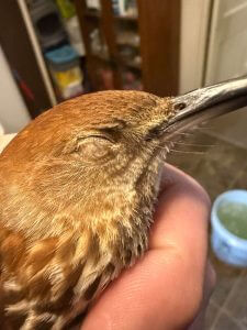 Injured Brown Thrasher With Swollen Eye During Wildlife Intake Injured Brown Thrasher With Swollen Eye During Wildlife Intake