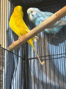 Adoptable Budgerigar Pair Lemon And Blueberry In Shared Enclosure