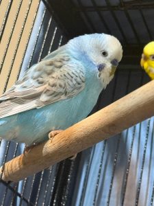 Blue Budgerigar Blueberry Perched On Natural Wood Perch Blue Budgerigar Blueberry Perched On Natural Wood Perch