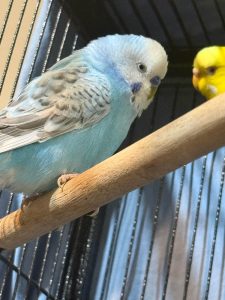 Blue Budgerigar Blueberry Resting Calmly On Natural Wood Perch Blue Budgerigar Blueberry Resting Calmly On Natural Wood Perch