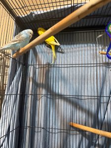 Bonded Budgerigar Pair Lemon And Blueberry Exploring Upper Cage Area Bonded Budgerigar Pair Lemon And Blueberry Exploring Upper Cage Area