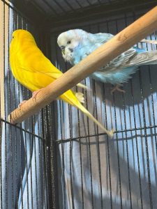 Budgerigar Pair Lemon And Blueberry Resting Together On Upper Perch Budgerigar Pair Lemon And Blueberry Resting Together On Upper Perch
