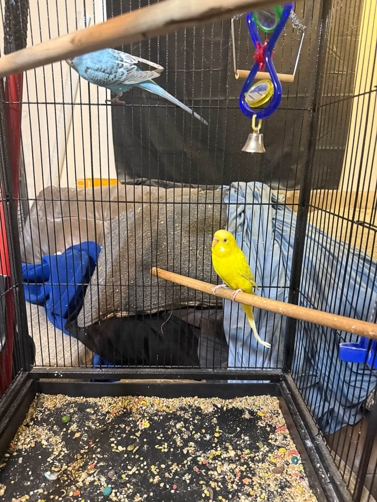 Budgerigar Pair Lemon And Blueberry Perched In Shared Enclosure Budgerigar Pair Lemon And Blueberry Perched In Shared Enclosure