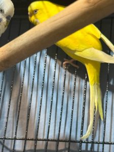 Yellow Budgerigar Lemon Perched On Upper Cage Bar Yellow Budgerigar Lemon Perched On Upper Cage Bar