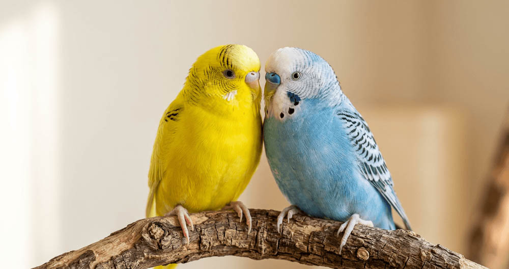 Bonded Budgerigar Pair Lemon And Blueberry Featured Portrait On Natural Perch