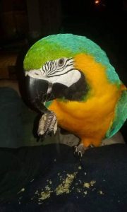 Blue And Gold Macaw Eating Snack While Perched Indoors