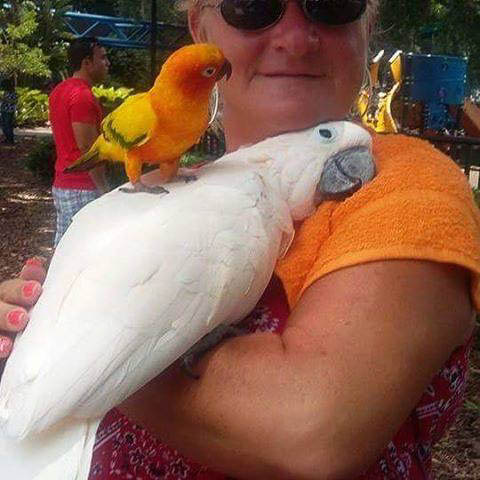Sulphur-Crested Cockatoo And Sun Conure Perched Together On Handler