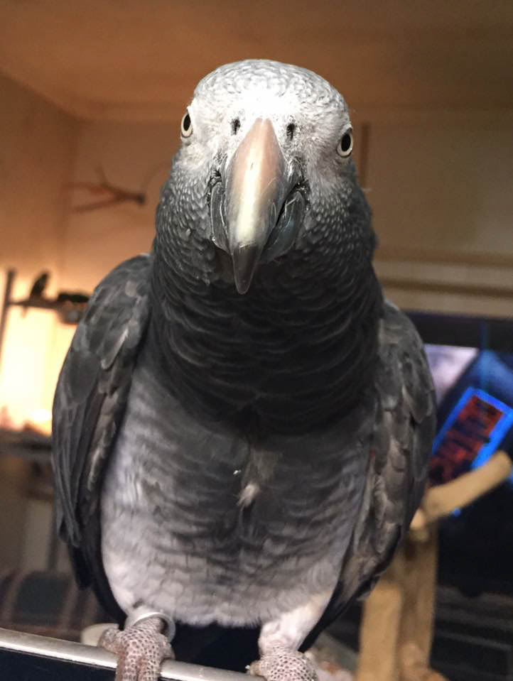 African Grey Parrot Looking Directly At Camera In Indoor Setting