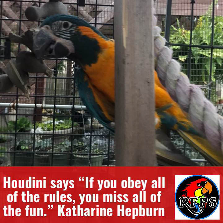 Blue And Gold Macaw With Inspirational Houdini Quote About Rules And Fun