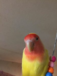 Sunny The Lovebird Perched Beside Colorful Toy Beads