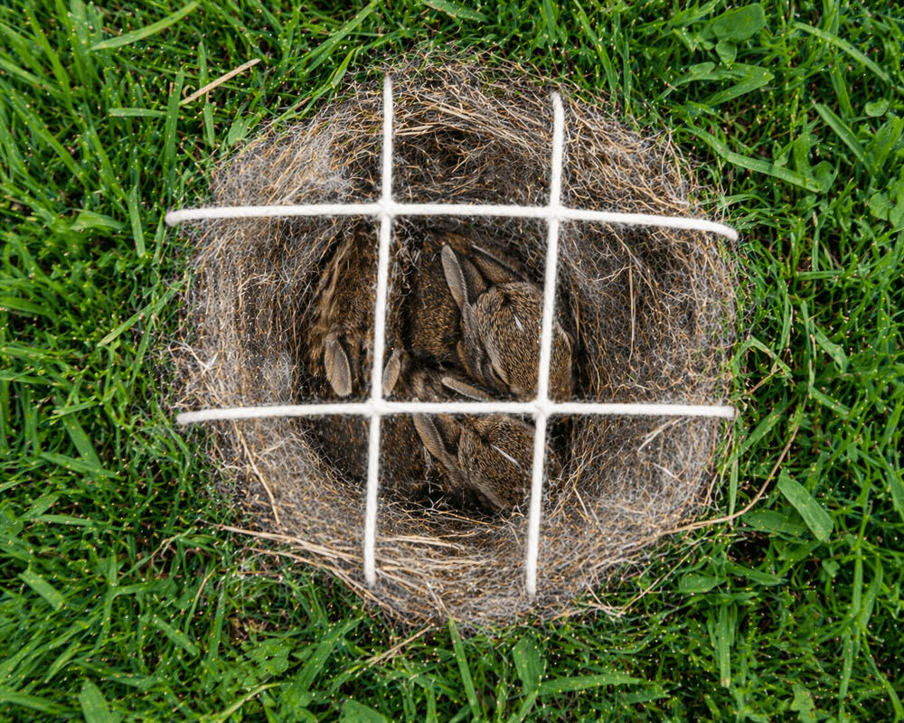 Baby Rabbits in Backyard Nest With Protective Grid Cover for Safety Check