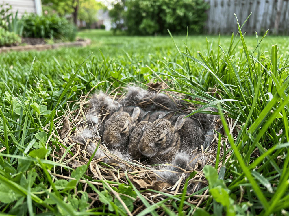 Baby Cottontail Rabbits Resting in Backyard Nest in Grass