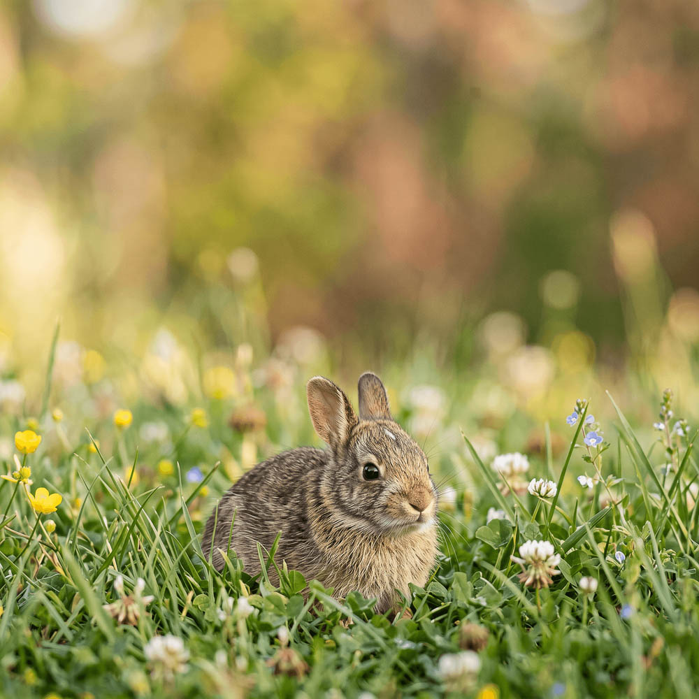 Young Cottontail Rabbit Sitting in Clover and Wildflowers
