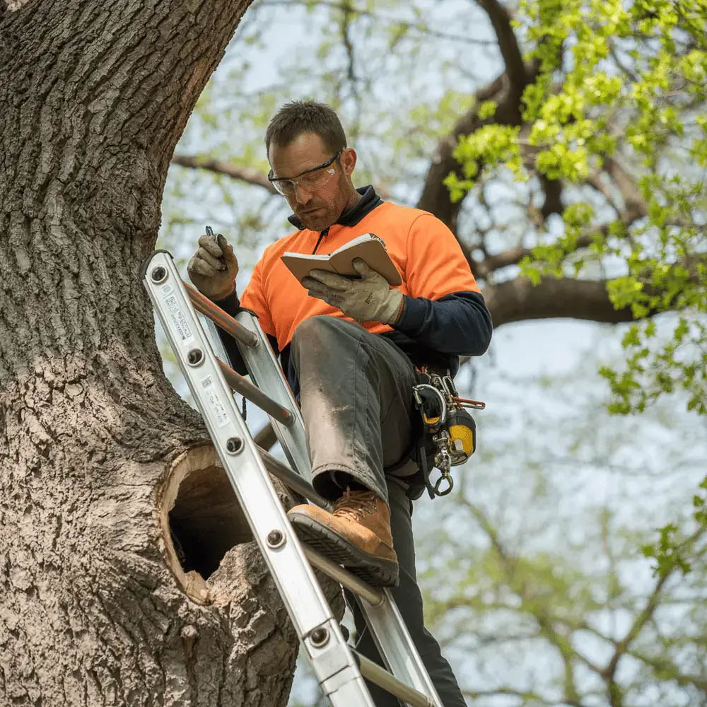 Tree Professional Inspecting Tree Cavity from Ladder During Assessment