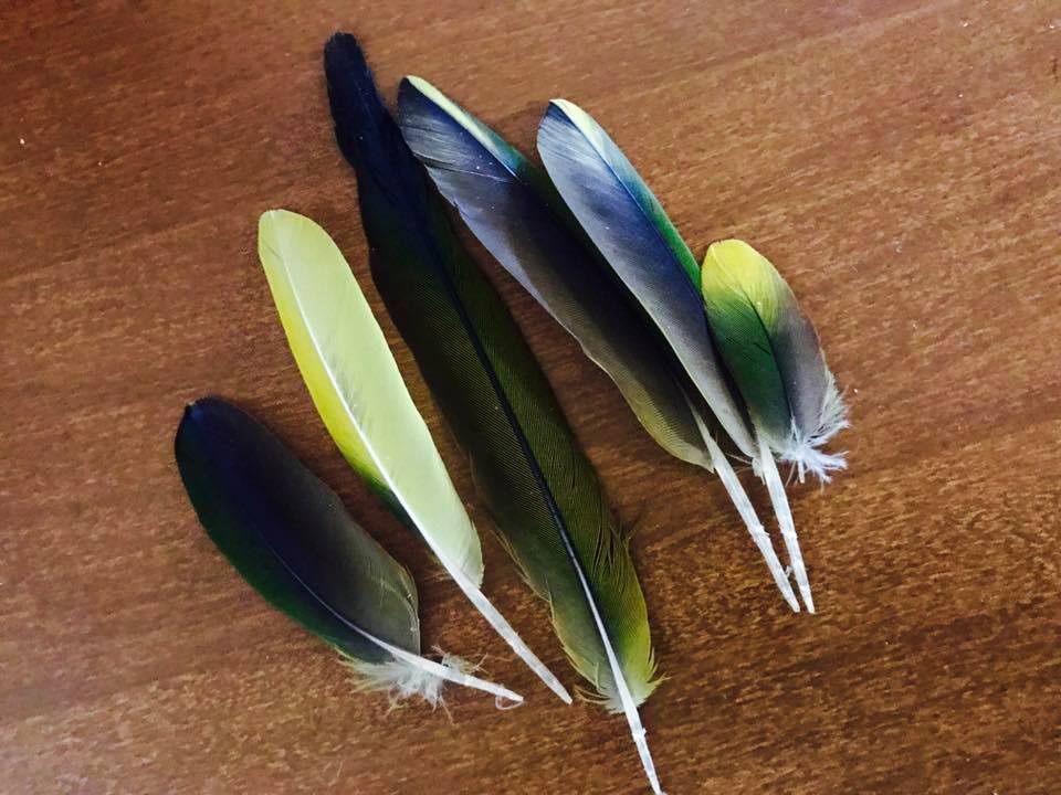 Assorted colorful parrot feathers arranged on a wooden surface.