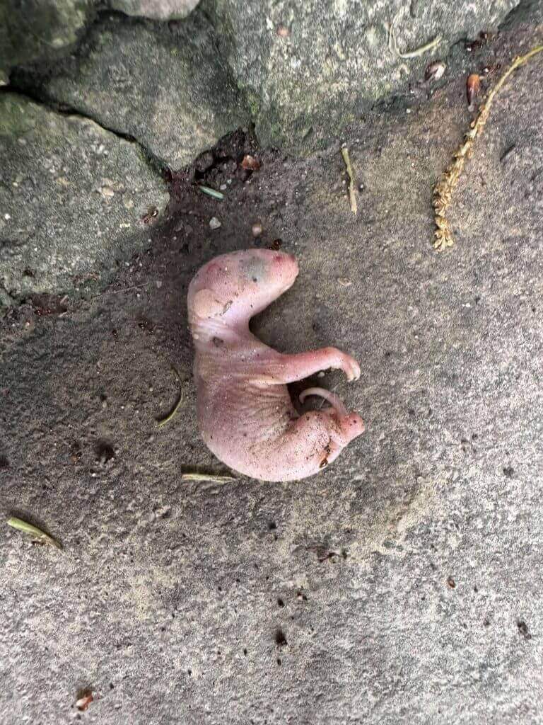 Hairless newborn baby opossum lying on a rough concrete surface