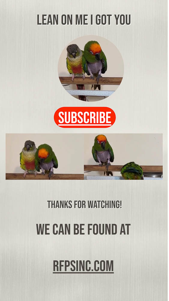 Lean On Me I Got You – Parrot Friendship Video Thumbnail for RFPSInc Lean On Me I Got You – Parrot Friendship Video Thumbnail for RFPSInc