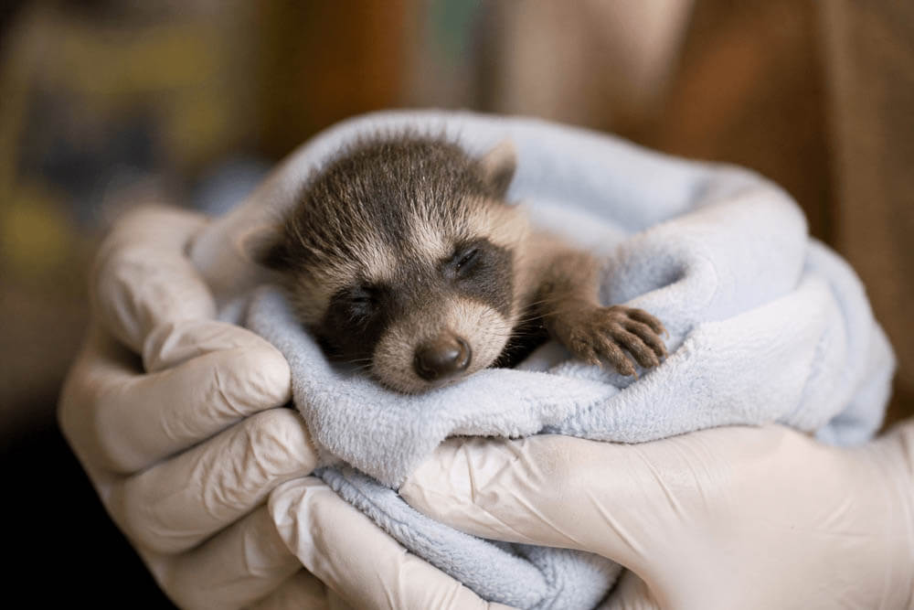 Baby Raccoon Rescue Intake Wrapped in Towel