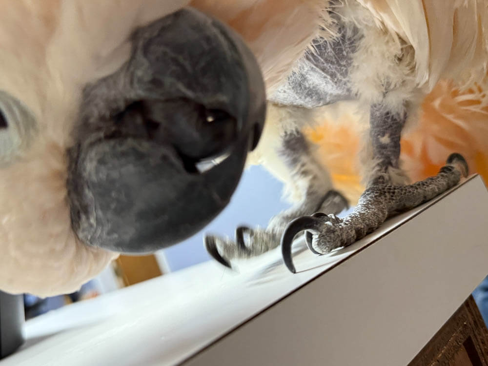 Kiki the Moluccan Cockatoo Investigating the Camera