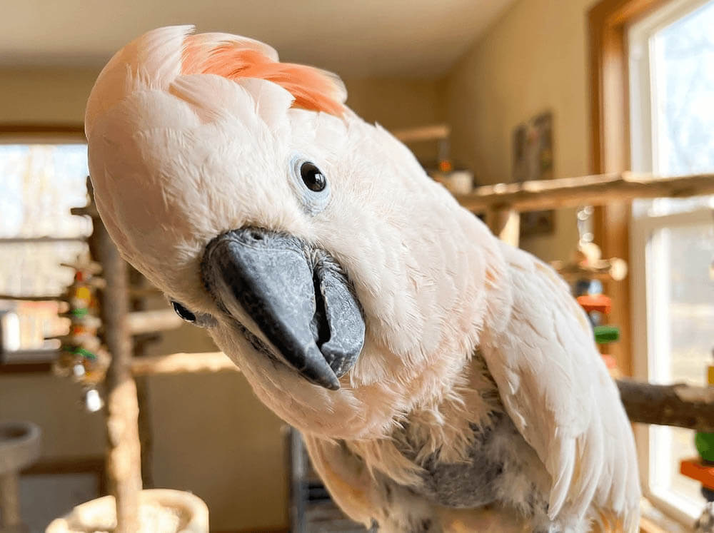 Kiki the Moluccan Cockatoo Featured Portrait