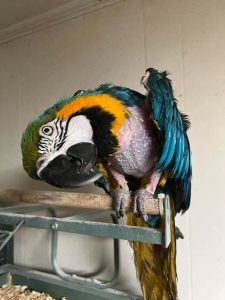 Goldie the Blue-and-Gold Macaw During Feather Loss Recovery