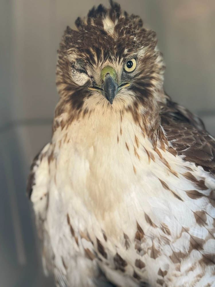 Injured Juvenile Hawk Portrait During Rehabilitation