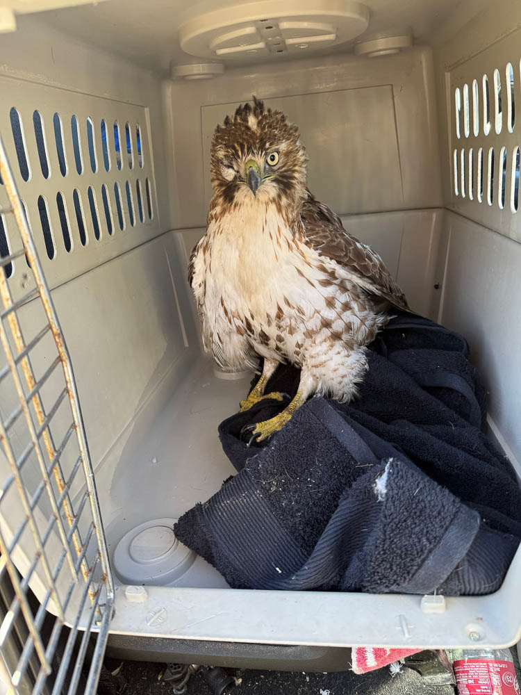     Injured Juvenile Hawk in Wildlife Transport Carrier