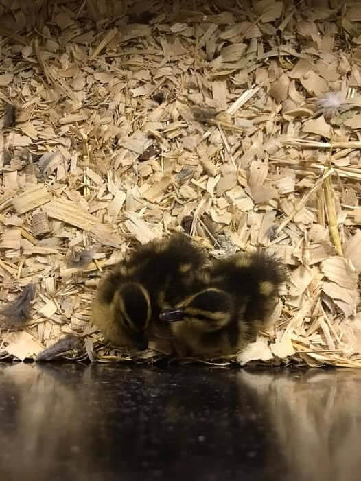 Newly Hatched Ducklings Resting Together in Brooder
