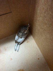 Exhausted Juvenile Songbird During Wildlife Intake