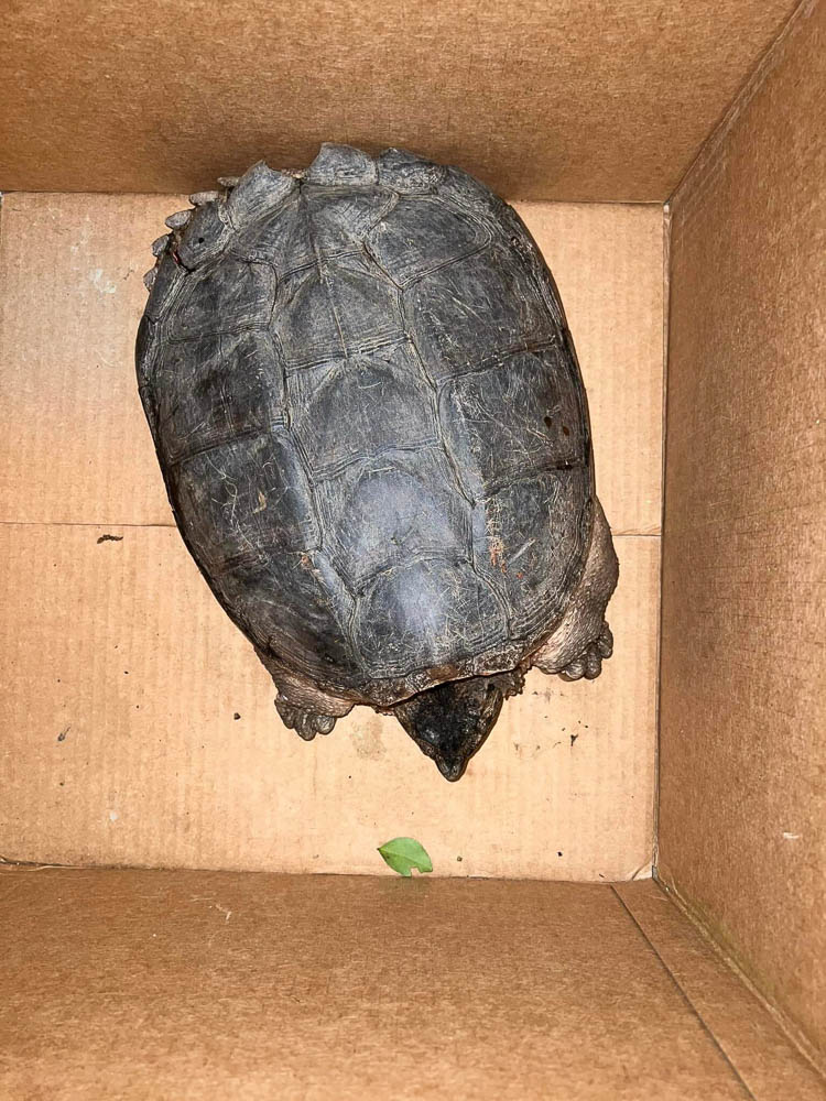 Injured Snapping Turtle During Wildlife Rescue Intake