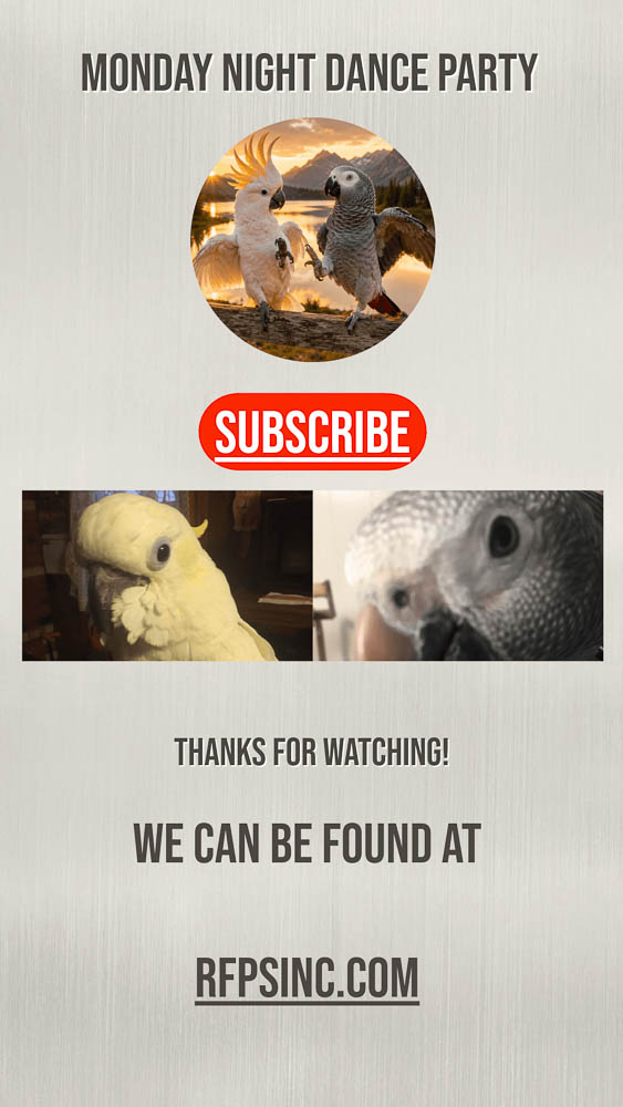 Monday Night Dance Party Video Cover, Umbrella Cockatoo and African Grey Monday Night Dance Party Video Cover, Umbrella Cockatoo and African Grey