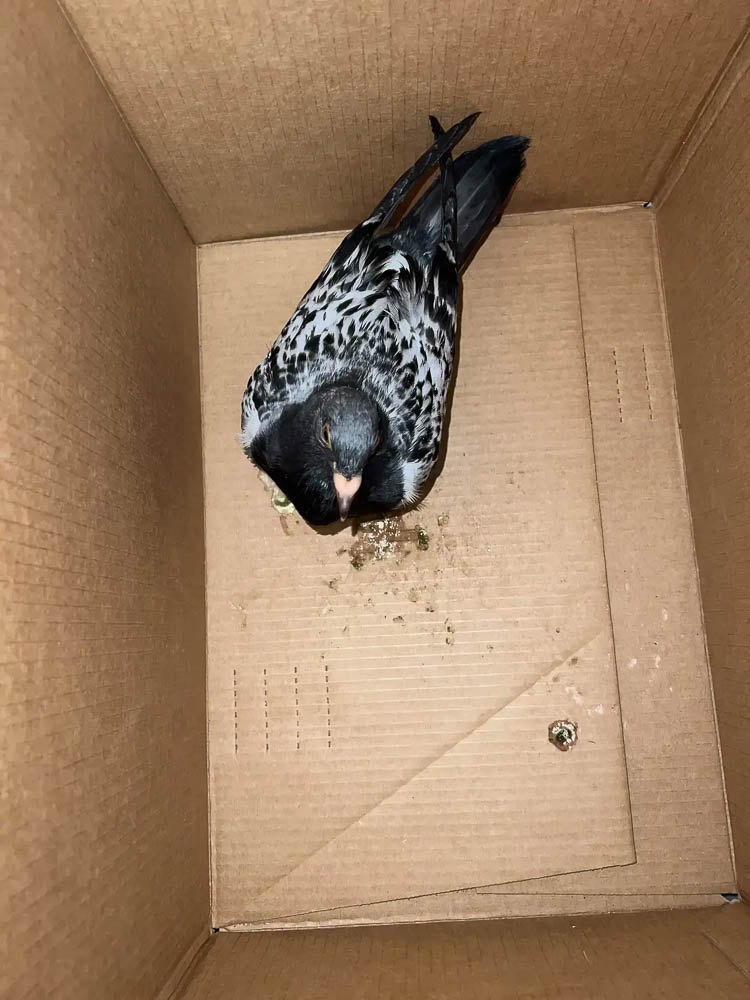 Rock Pigeon in Rescue Intake Box Rock Pigeon in Rescue Intake Box