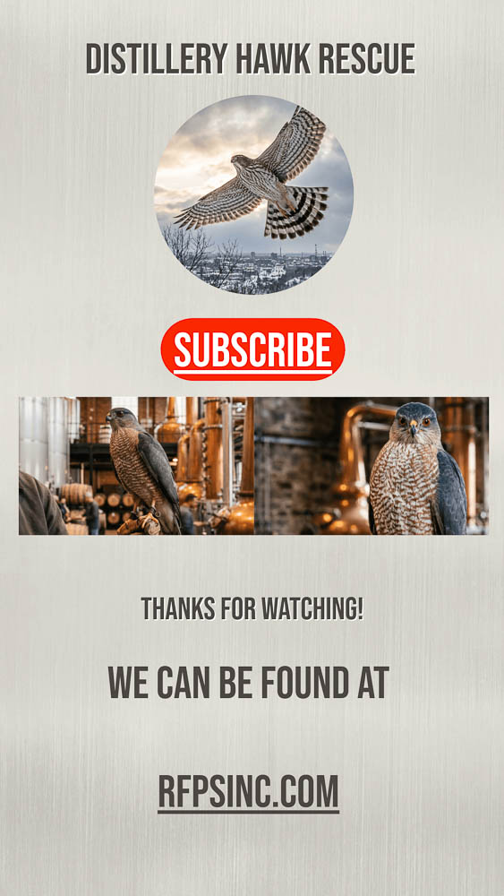 Distillery Hawk Rescue TikTok Cover Photo Distillery Hawk Rescue TikTok Cover Photo