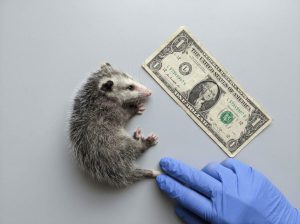 Baby Virginia Opossum During Wildlife Intake Exam Baby Virginia Opossum During Wildlife Intake Exam