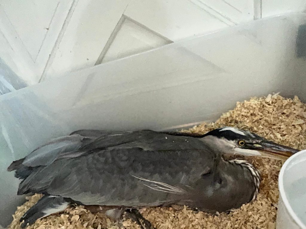 Great Blue Heron Resting During Wildlife Rehabilitation
