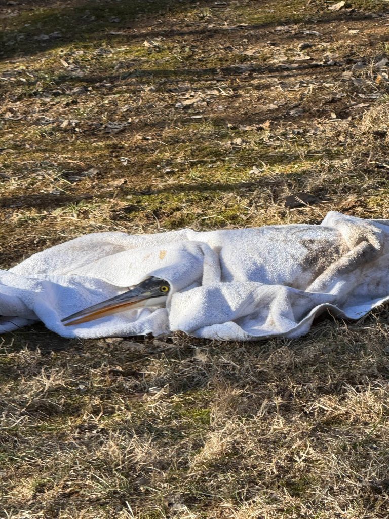 Great Blue Heron Wrapped for Rescue Intake