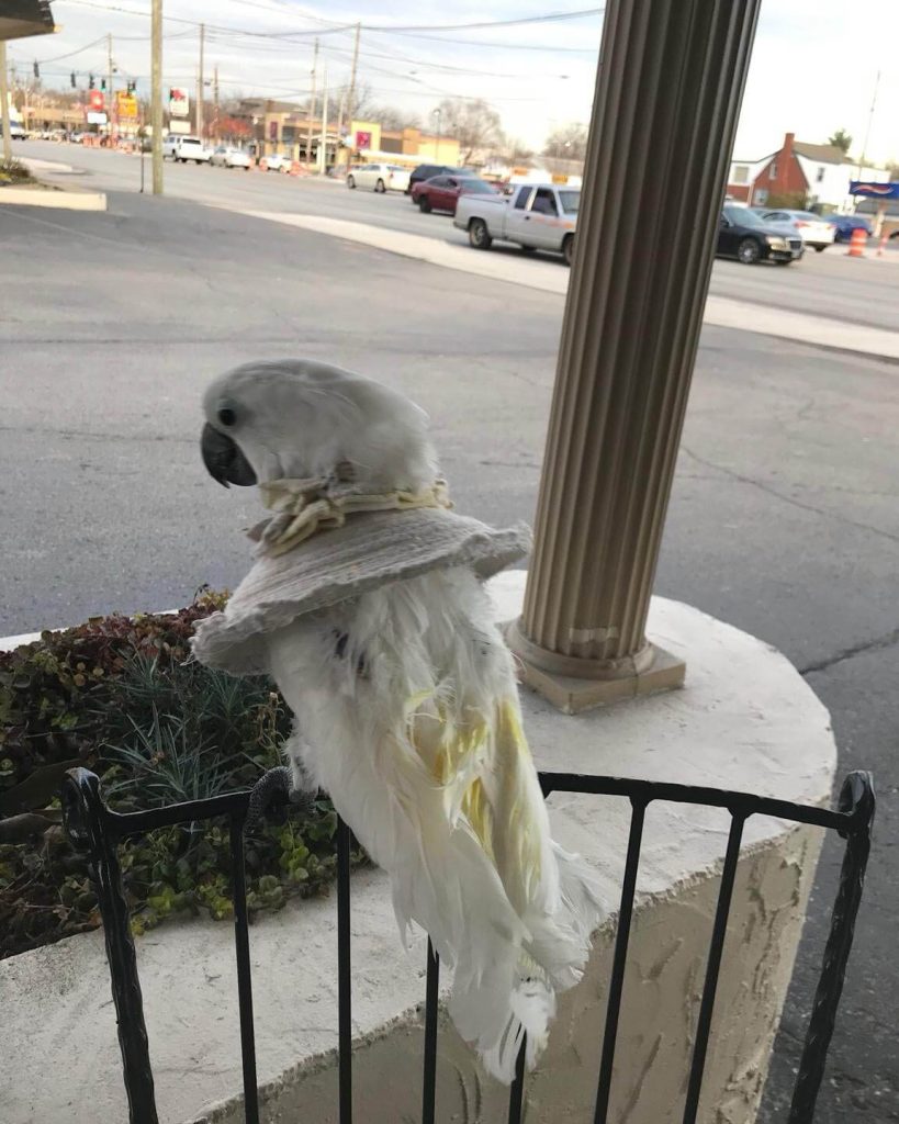 Misty the Umbrella Cockatoo Watching the World Outside the Motel