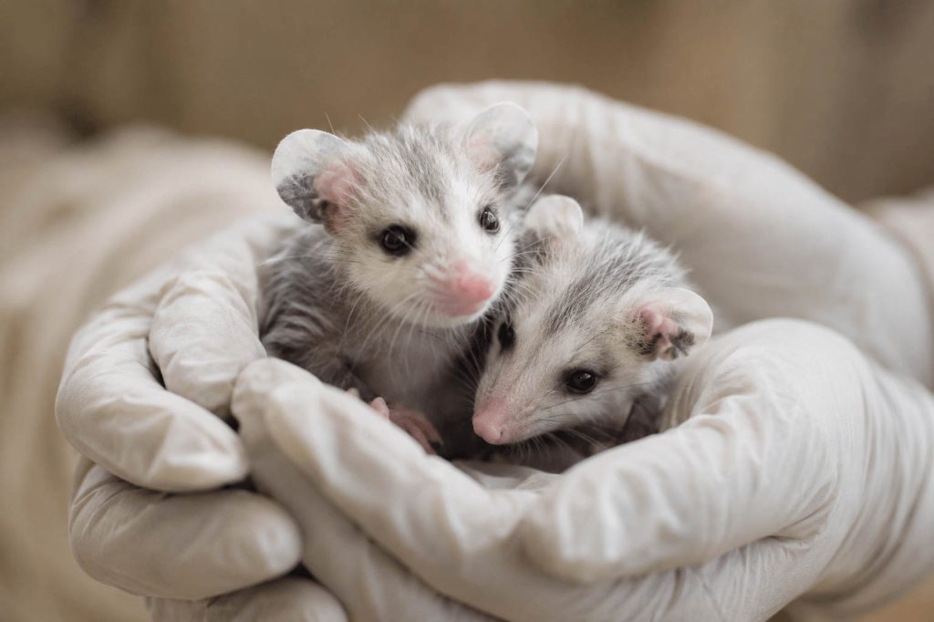 Orphaned Baby Virginia Opossums in Wildlife Rehabilitation Care Orphaned Baby Virginia Opossums in Wildlife Rehabilitation Care