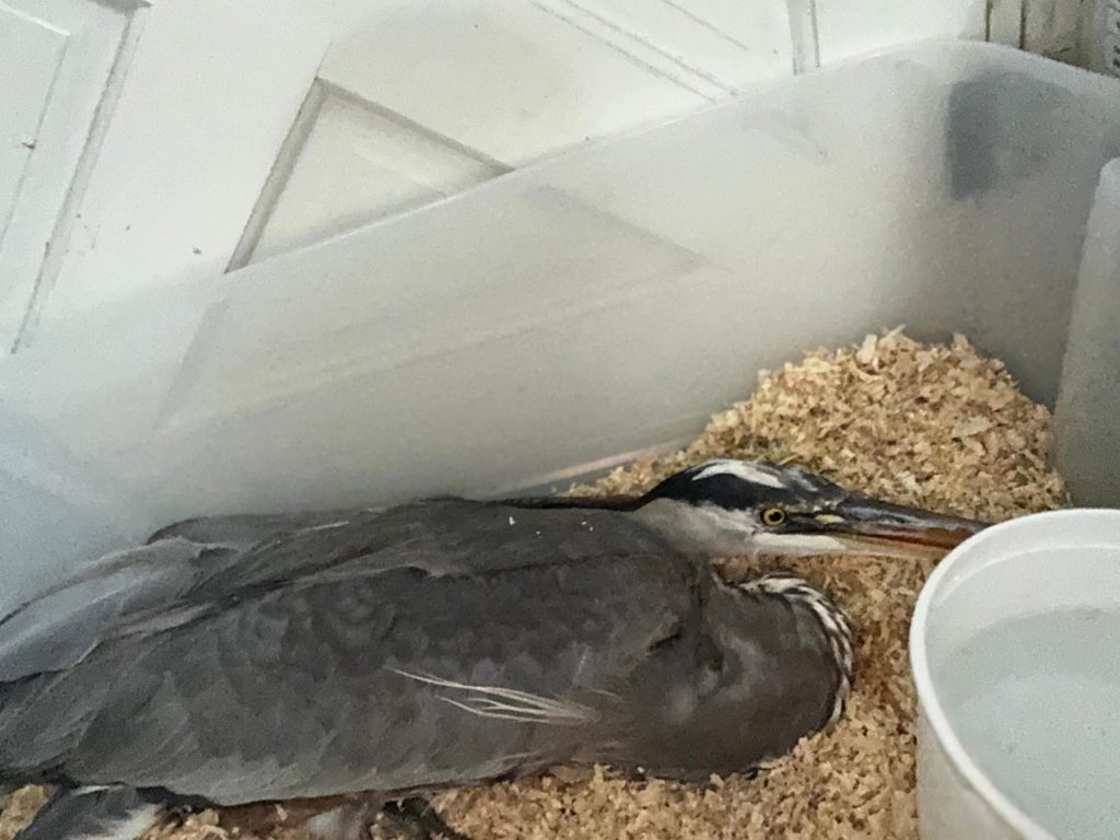 Recovering Great Blue Heron in Temporary Care Enclosure