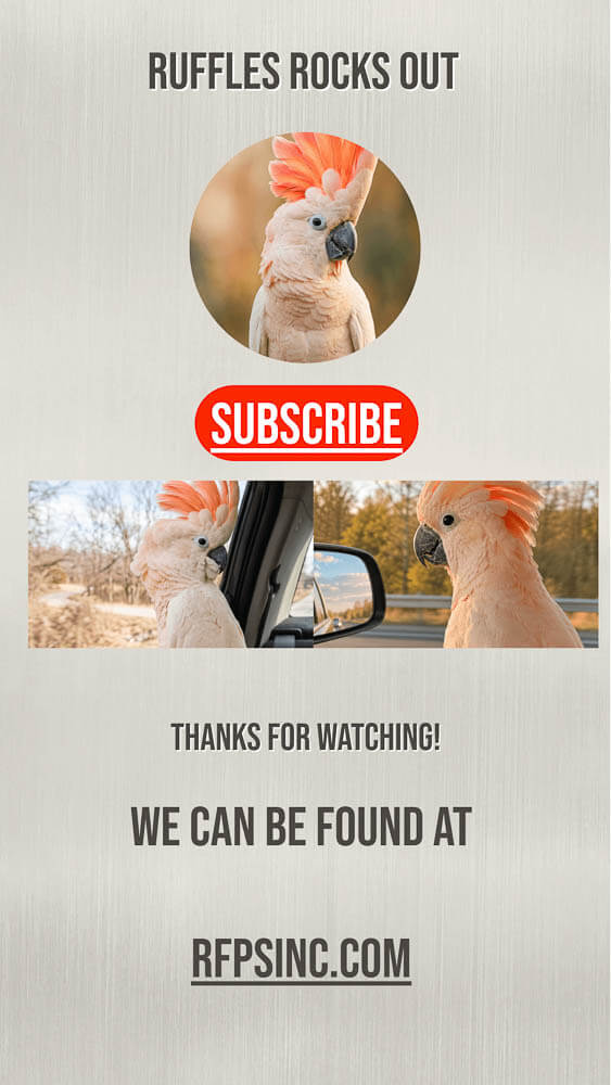 Ruffles Rocks Out: Moluccan Cockatoo Adventure Video Cover Ruffles Rocks Out: Moluccan Cockatoo Adventure Video Cover